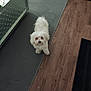 animal, companion, cozy, curious, curled_tail, dog, domestic, flooring, fur, home, indoor, looking_up, mirror, pet, reflection, rug, small_dog, standing, white_dog, wooden_floor
