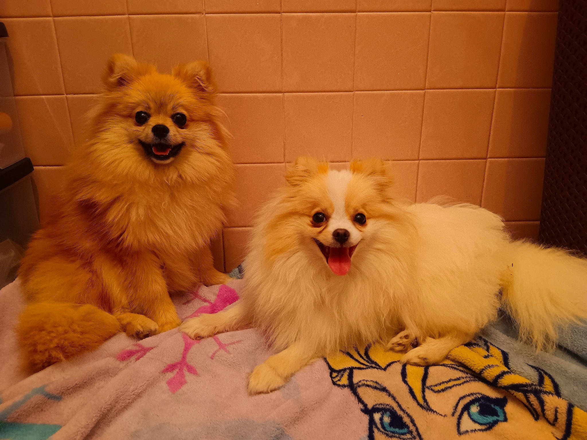 Chipie Et Lady participe au concours pour gagner de l'argent avec cette photo : canidae, carnivore, companion_dog, dog, dog_breed, dog_supply, fawn, fur, german_spitz, german_spitz_klein, liver, pet_supply, pomeranian, puppy, snout, spitz, sporting_group, toy_dog, volpino_italiano, working_animal