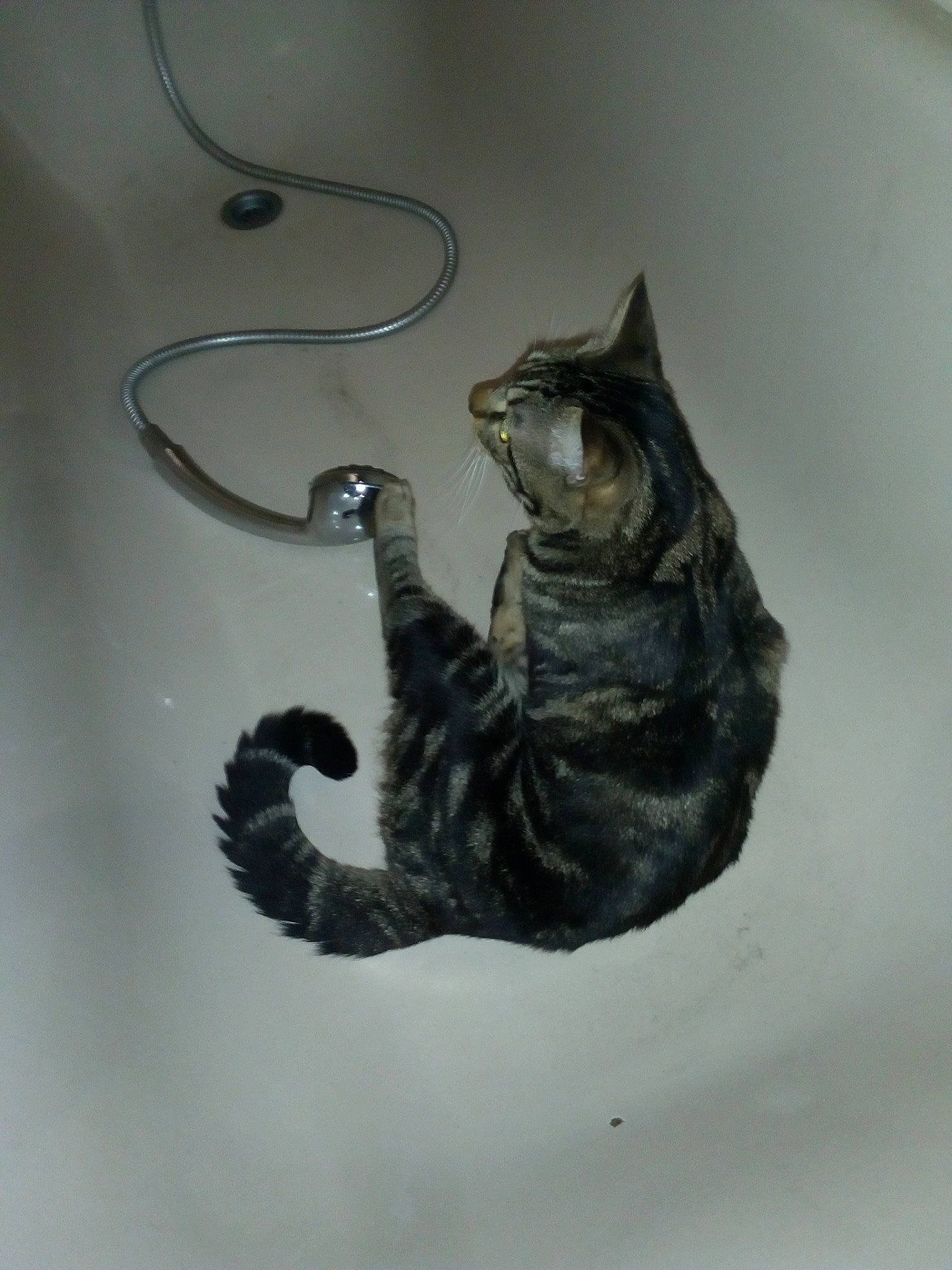 Couscous participe au concours pour gagner de l'argent avec cette photo : carnivore, cat, claw, domestic_short_haired_cat, drawing, european_shorthair, felidae, illustration, kitten, small_to_medium_sized_cats, tabby_cat, tail, whiskers