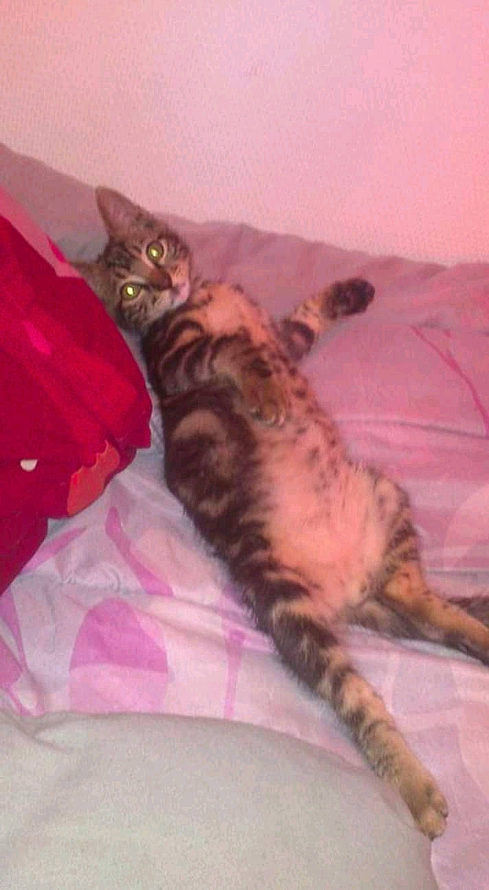 Couscous participe au concours pour gagner de l'argent avec cette photo : asian, bengal, california_spangled, carnivore, cat, domestic_short_haired_cat, dragon_li, egyptian_mau, european_shorthair, felidae, kitten, mammal, pixie_bob, small_to_medium_sized_cats, sokoke, tabby_cat, tail, toyger, whiskers