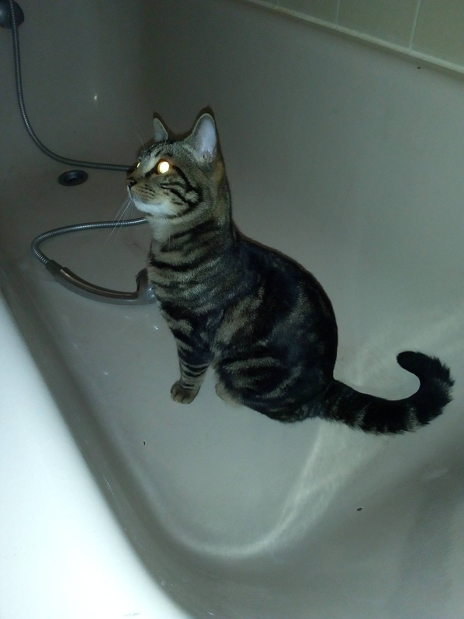 Couscous a rejoint le concours — aidez-le/la à gagner de superbes lots ! american_shorthair, asian, carnivore, cat, domestic_short_haired_cat, european_shorthair, felidae, kitten, plumbing_fixture, small_to_medium_sized_cats, tabby_cat, tail, whiskers