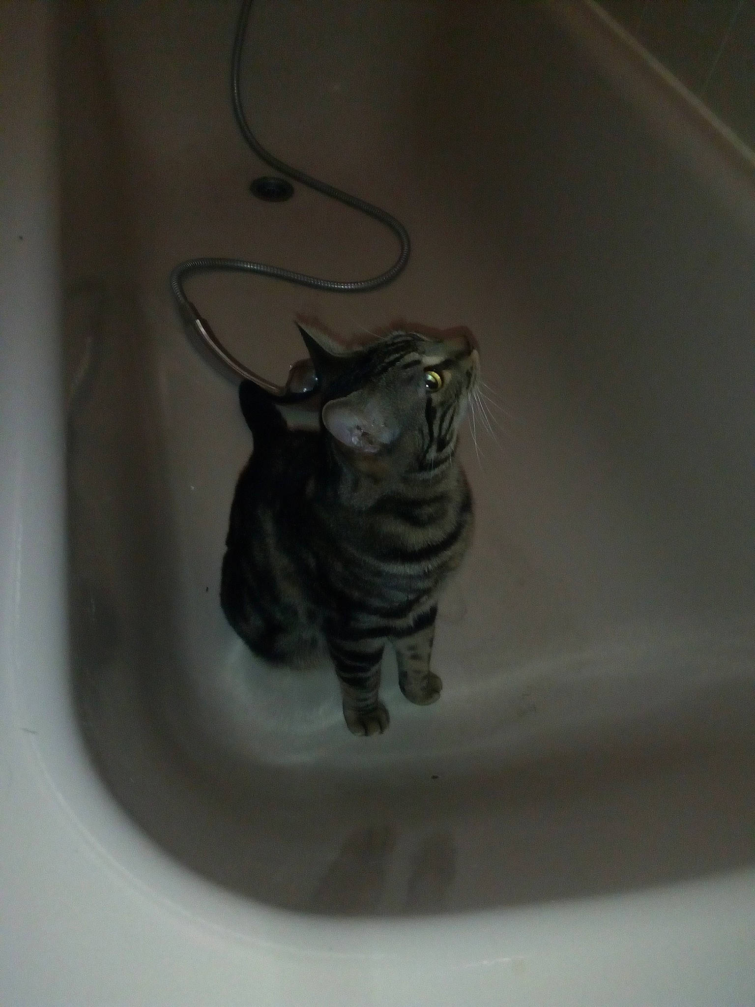 Couscous a rejoint le concours — aidez-le/la à gagner de superbes lots ! american_shorthair, carnivore, cat, domestic_short_haired_cat, felidae, small_to_medium_sized_cats, snout, tabby_cat, tail, whiskers