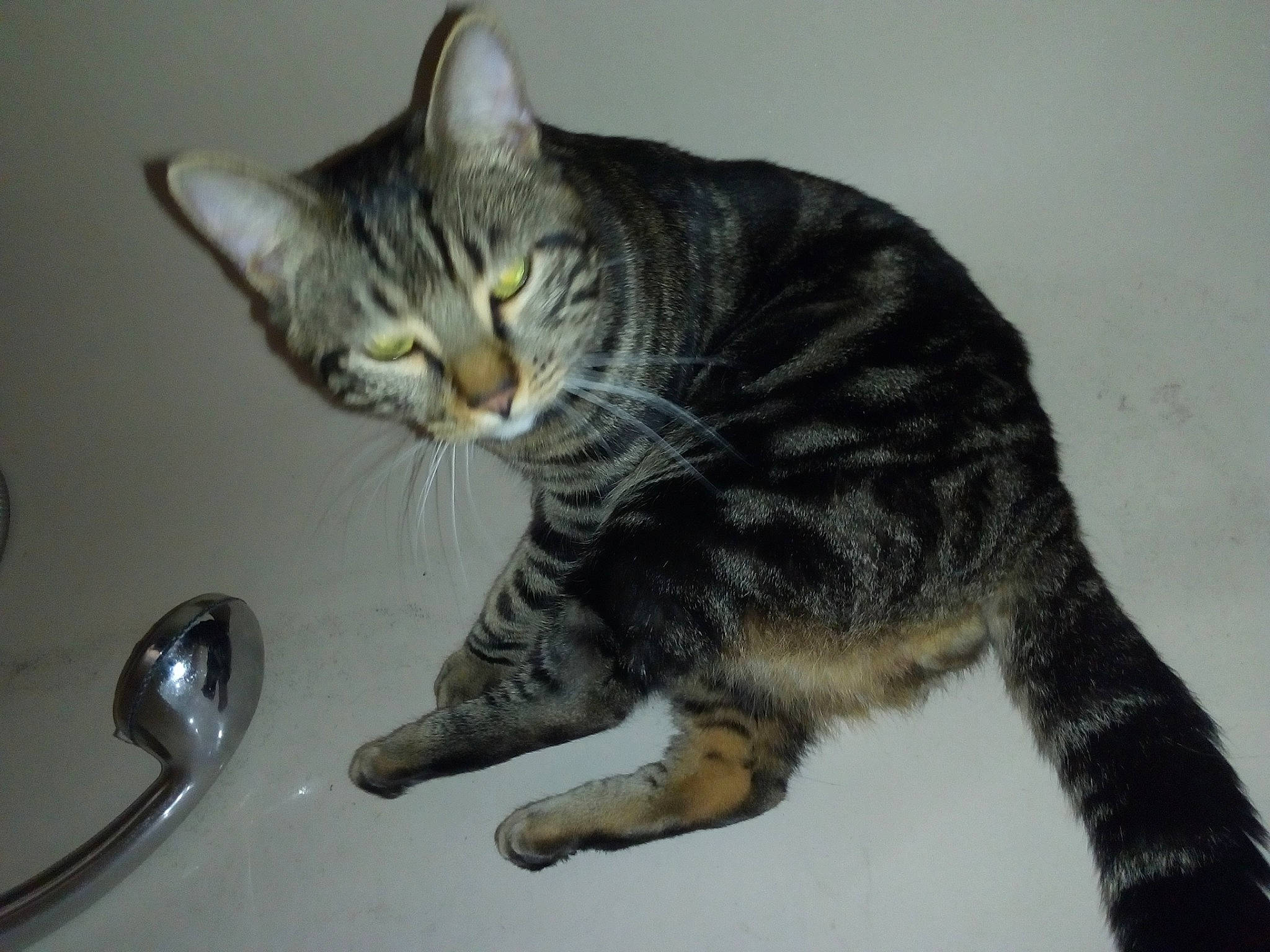 Couscous participe au concours pour gagner de l'argent avec cette photo : american_shorthair, american_wirehair, asian, bengal, california_spangled, carnivore, cat, domestic_short_haired_cat, dragon_li, egyptian_mau, european_shorthair, felidae, kitten, mammal, ocicat, small_to_medium_sized_cats, sokoke, tabby_cat, toyger, whiskers