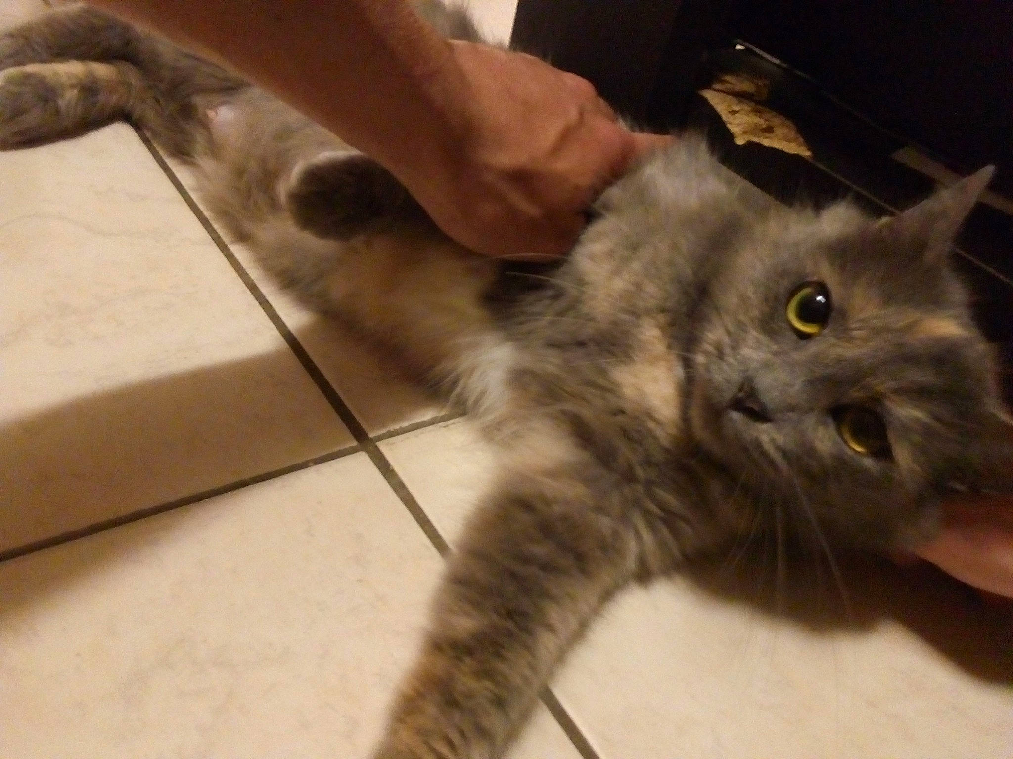 Mishka a rejoint le concours — aidez-le/la à gagner de superbes lots ! american_curl, asian, british_semi_longhair, carnivore, cat, claw, domestic_long_haired_cat, domestic_short_haired_cat, ear, european_shorthair, eye, felidae, fur, kitten, korat, mammal, nebelung, small_to_medium_sized_cats, vertebrate, whiskers