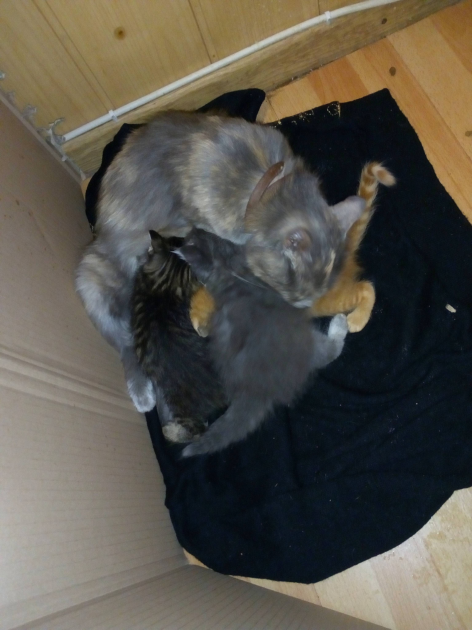 Mishka participe au concours pour gagner de l'argent avec cette photo : canidae, carnivore, cat, dog_breed, ear, european_shorthair, felidae, fur, kitten, korat, russian_blue, schnauzer, small_to_medium_sized_cats, sporting_group, tail