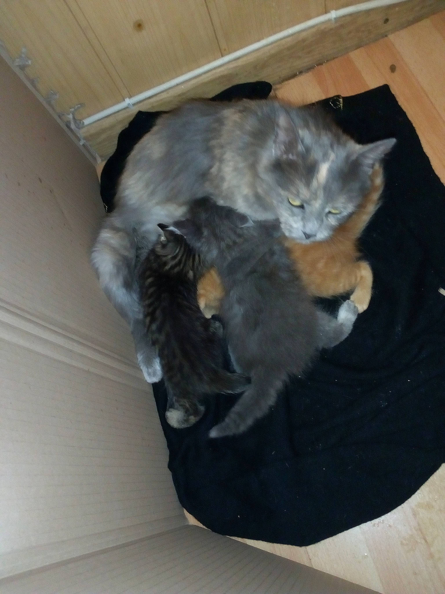 Mishka a rejoint le concours — aidez-le/la à gagner de superbes lots ! carnivore, cat, chartreux, domestic_long_haired_cat, domestic_short_haired_cat, european_shorthair, fawn, felidae, fur, kitten, korat, nebelung, norwegian_forest_cat, russian_blue, small_to_medium_sized_cats, tail, whiskers