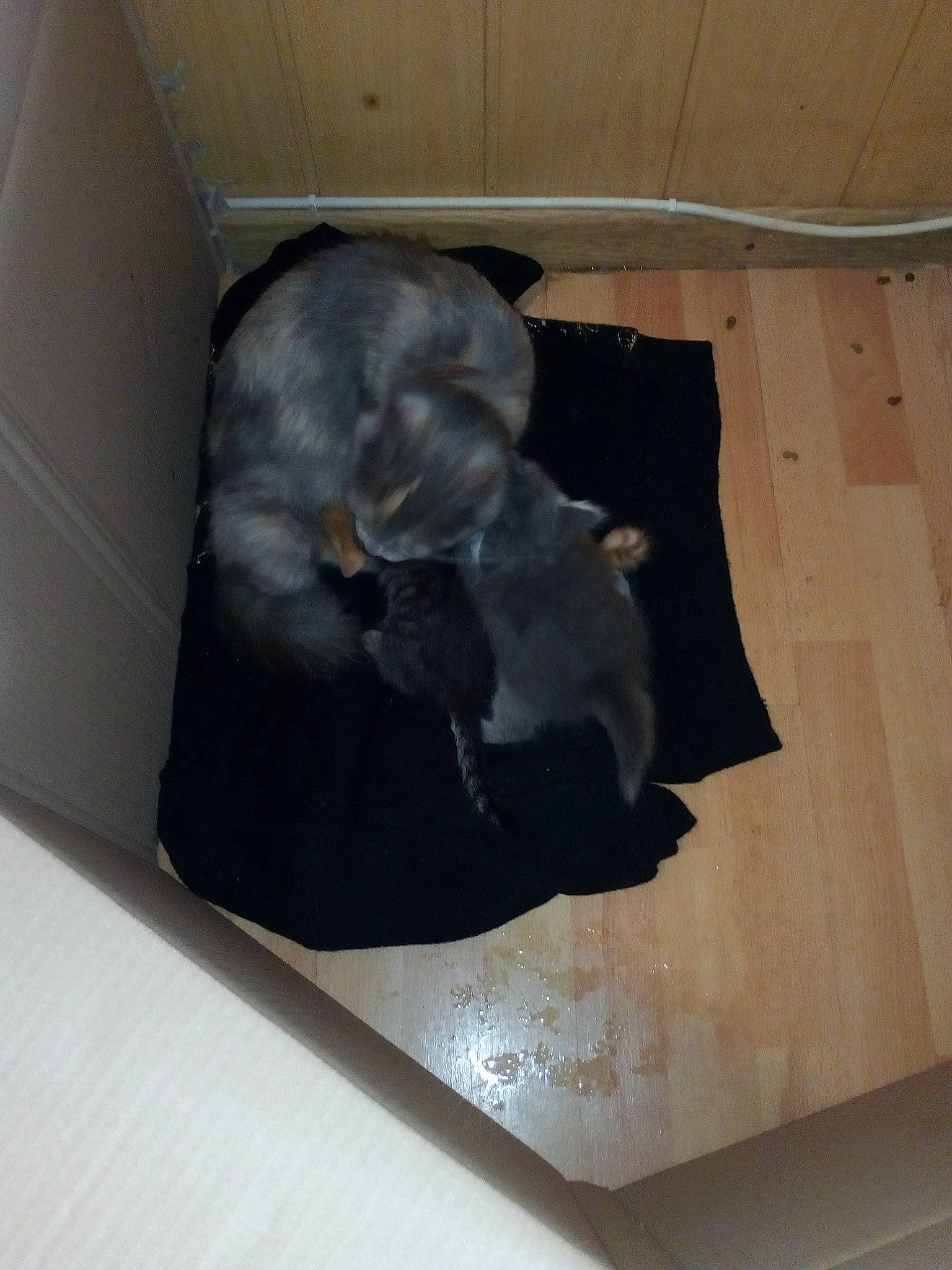 Mishka participe au concours pour gagner de l'argent avec cette photo : canidae, floor, flooring, snout, sporting_group, tile