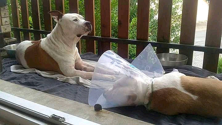 Asko participe au concours pour gagner de l'argent avec cette photo : american_bulldog, american_pit_bull_terrier, bull_terrier, bulldog, bully_kutta, canidae, carnivore, companion_dog, cordoba_fighting_dog, dog, dog_breed, dogo_argentino, dogo_guatemalteco, fawn, mammal, non_sporting_group, pit_bull, rare_breed_dog, vertebrate