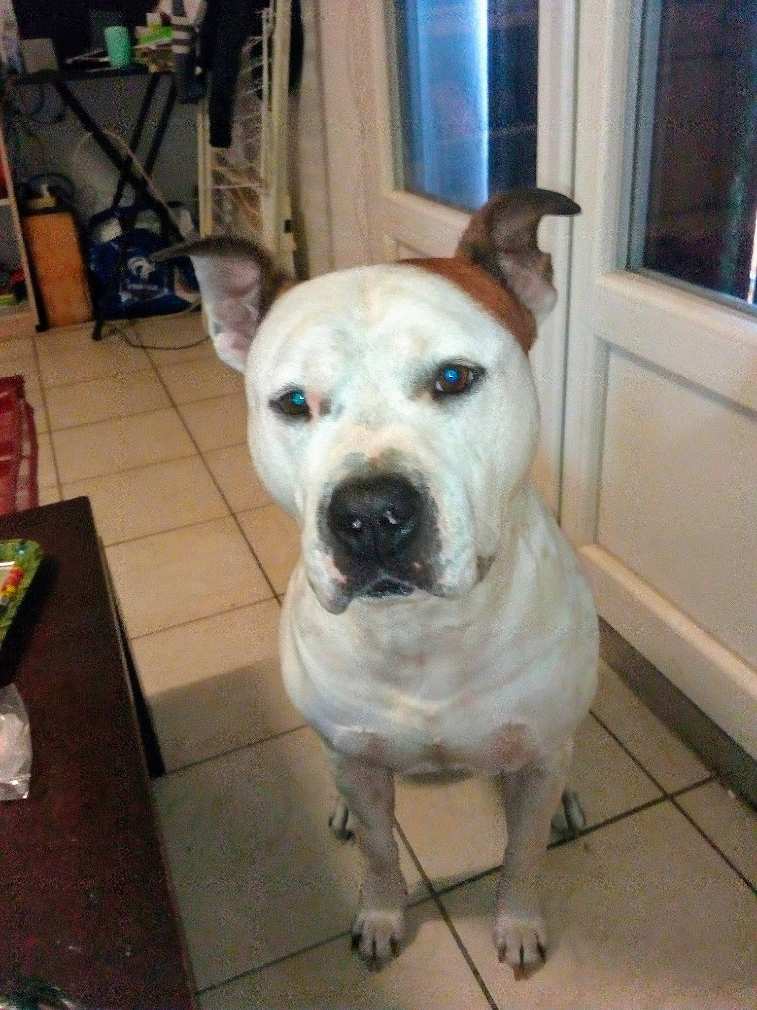 Asko participe au concours pour gagner de l'argent avec cette photo : american_bulldog, american_pit_bull_terrier, bandog, bully_kutta, canidae, carnivore, companion_dog, cordoba_fighting_dog, dog, dog_breed, dogo_argentino, dogo_guatemalteco, fawn, mammal, non_sporting_group, pit_bull, rare_breed_dog, snout, sporting_group, vertebrate