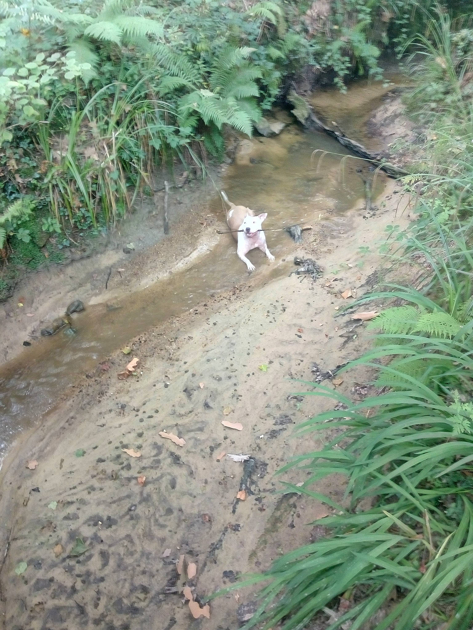 Aya participe au concours pour gagner de l'argent avec cette photo : canidae, fawn, geological_phenomenon, grass, jungle, nature_reserve, pointer, sporting_group, trail, watercourse, wildlife