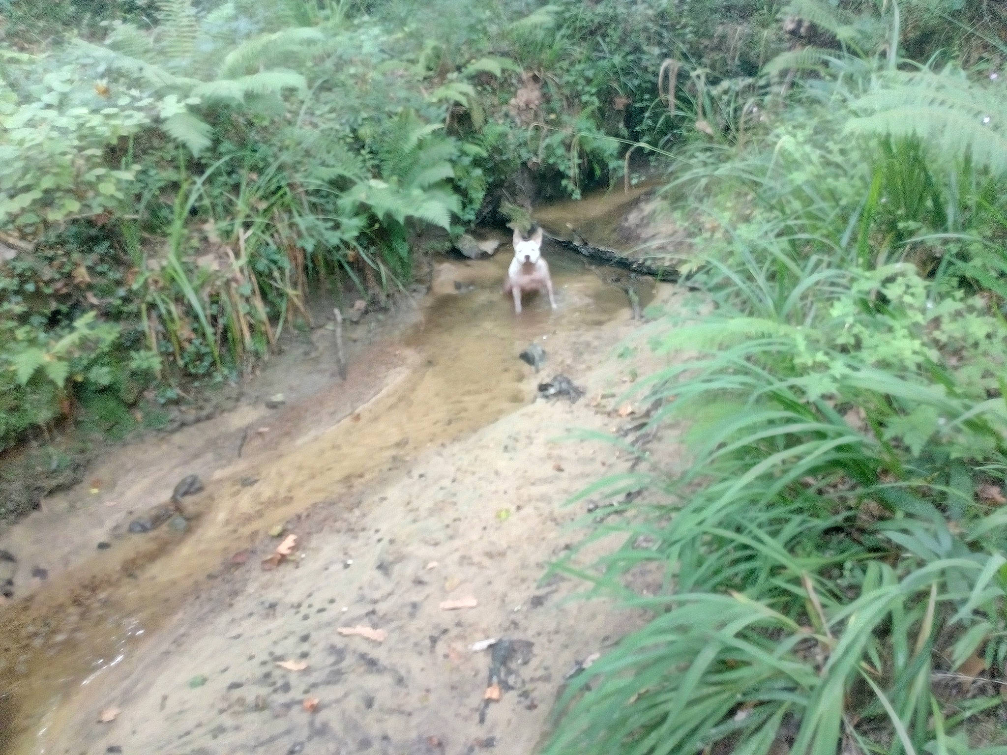 Aya a rejoint le concours — aidez-le/la à gagner de superbes lots ! biome, canidae, fawn, forest, geological_phenomenon, grass, grass_family, jungle, nature_reserve, old_growth_forest, plant, plant_community, shrubland, soil, sporting_group, trail, woodland