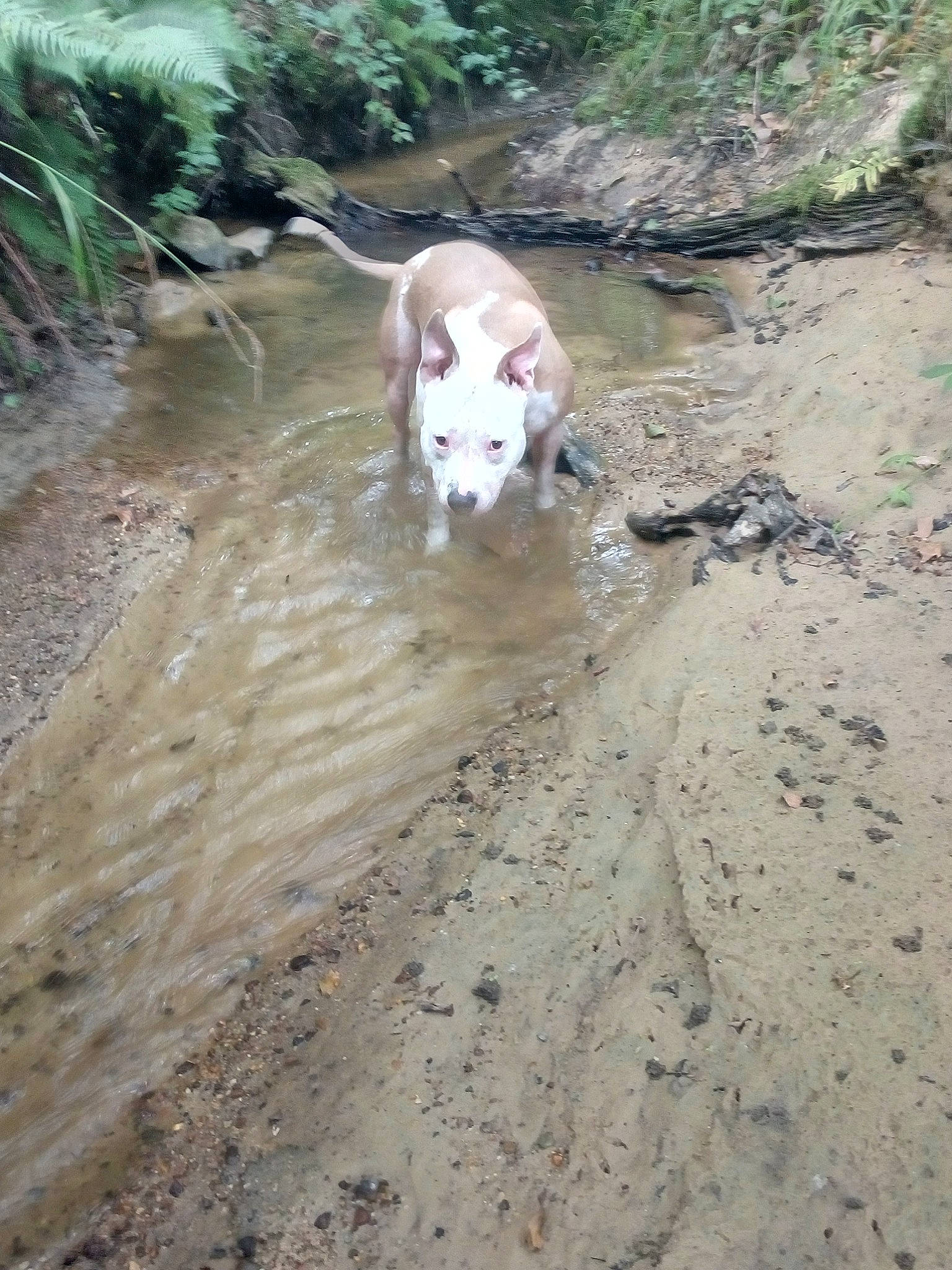 Aya a rejoint le concours — aidez-le/la à gagner de superbes lots ! canidae, fawn, geological_phenomenon, mud, non_sporting_group, puddle, soil, sporting_group, trail, water, water_resources, watercourse, working_animal
