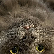 Max is registered to the contest to win money with this photo: cat, gray_cat, fluffy, upside_down, yellow_eyes, fangs, close_up, pet, animal, fur, whiskers, carpet, cute, indoor, relaxed, lying_down, portrait, curious, feline, soft