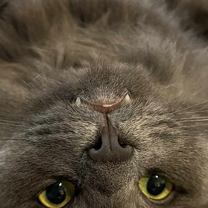 Max is registered to the contest to win money with this photo: cat, gray_cat, fluffy, upside_down, yellow_eyes, fangs, close_up, pet, animal, fur, whiskers, carpet, cute, indoor, relaxed, lying_down, portrait, curious, feline, soft
