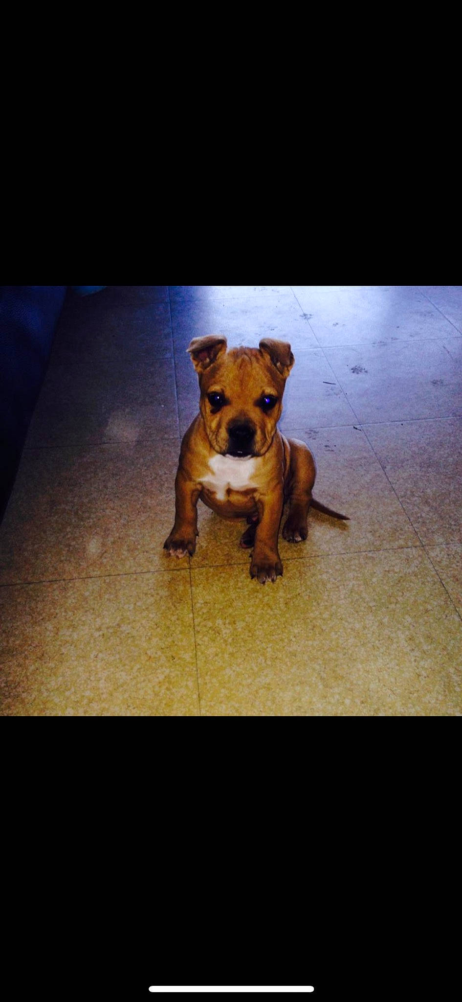 Vito participe au concours pour gagner de l'argent avec cette photo : american_pit_bull_terrier, american_staffordshire_terrier, canidae, carnivore, companion_dog, dog, dog_breed, fawn, mammal, non_sporting_group, pit_bull, puppy, rare_breed_dog, snout, staffordshire_bull_terrier, vertebrate