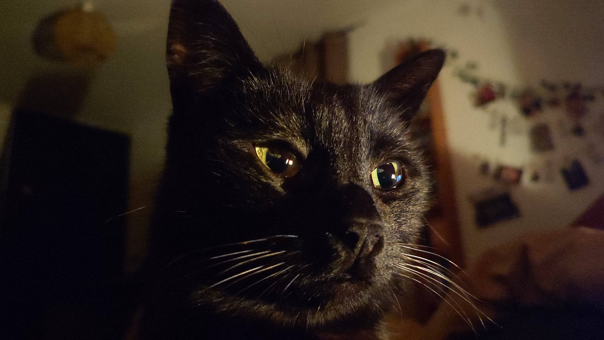 Pearl participe au concours pour gagner de l'argent avec cette photo : black_cat, carnivore, cat, darkness, domestic_short_haired_cat, ear, felidae, fur, small_to_medium_sized_cats, snout, terrestrial_animal, whiskers, window