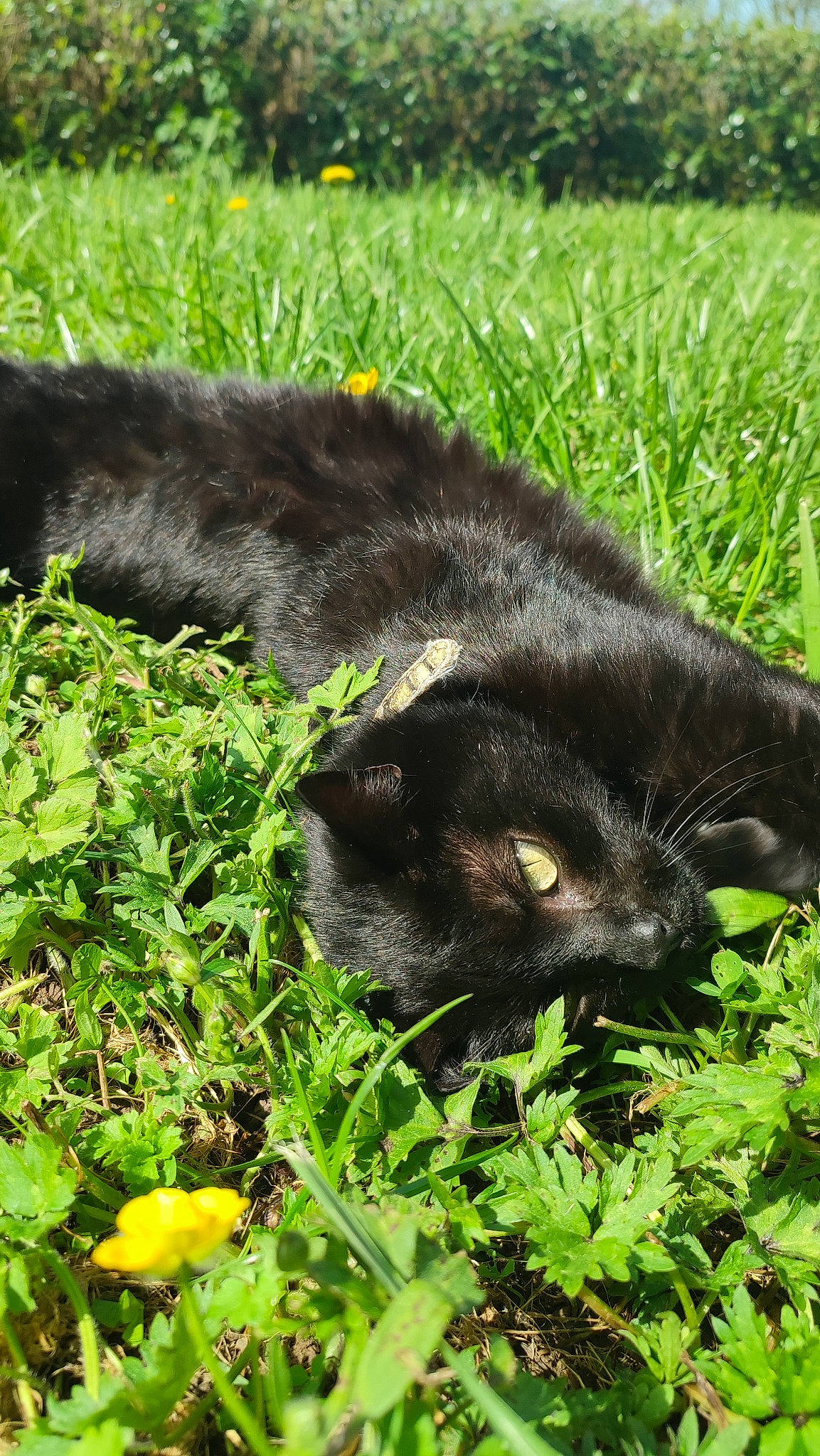 Pearl participe au concours pour gagner de l'argent avec cette photo : annual_plant, botany, canidae, carnivore, cat, dog_breed, domestic_short_haired_cat, felidae, fur, grass, grass_family, grassland, groundcover, plant, shrub, small_to_medium_sized_cats, soil, sporting_group, tail, terrestrial_animal