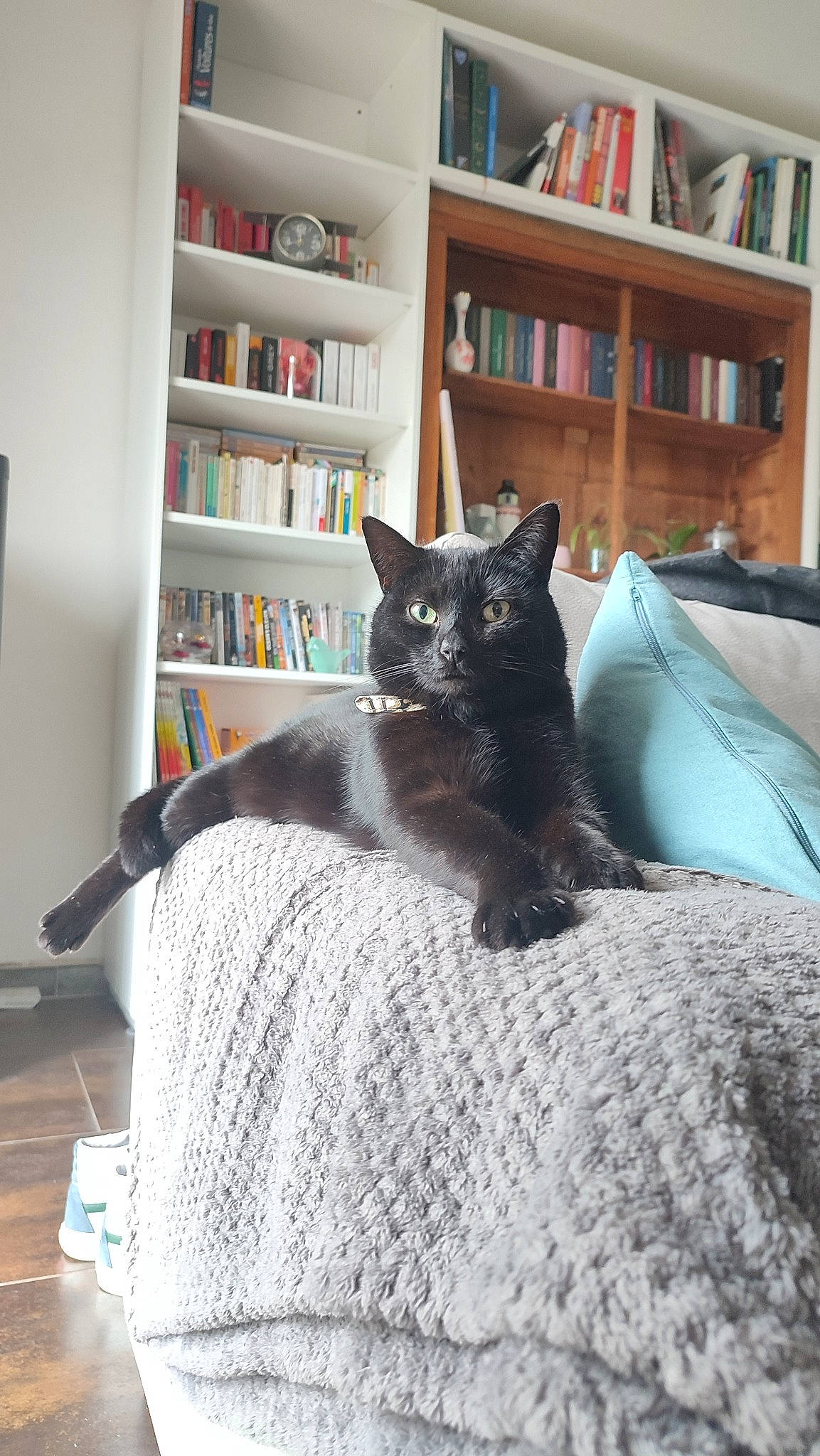 Pearl a rejoint le concours — aidez-le/la à gagner de superbes lots ! bed, black_cat, book, bookcase, carnivore, cat, cat_supply, comfort, felidae, floor, grey, linens, publication, shelf, shelving, small_to_medium_sized_cats, tail, whiskers, window, wood