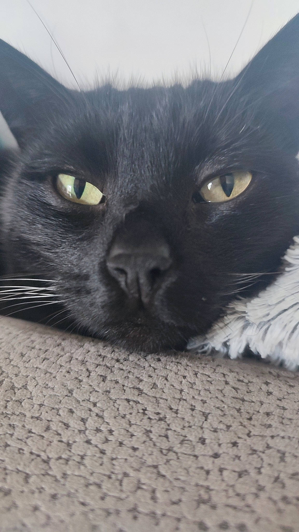 Pearl a rejoint le concours — aidez-le/la à gagner de superbes lots ! black_cat, bombay, carnivore, cat, claw, close_up, domestic_short_haired_cat, felidae, fur, grey, iris, paw, small_to_medium_sized_cats, snout, terrestrial_animal, whiskers