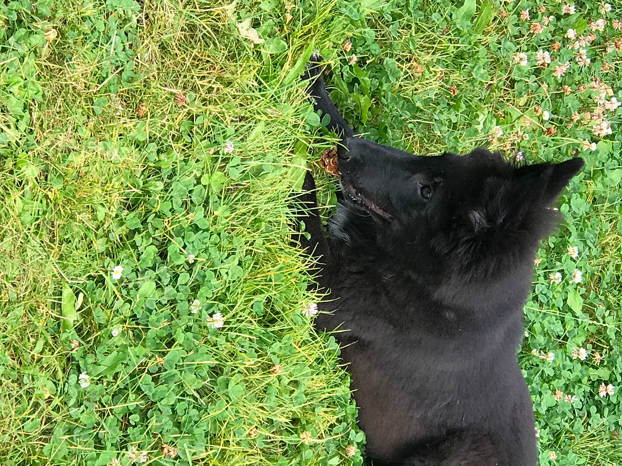 Silly participe au concours pour gagner de l'argent avec cette photo : black_cat, canidae, carnivore, cat, dog_breed, domestic_short_haired_cat, felidae, fur, grass, grass_family, groundcover, lawn, plant, shrub, small_to_medium_sized_cats, snout, tail, terrestrial_animal, tints_and_shades, whiskers