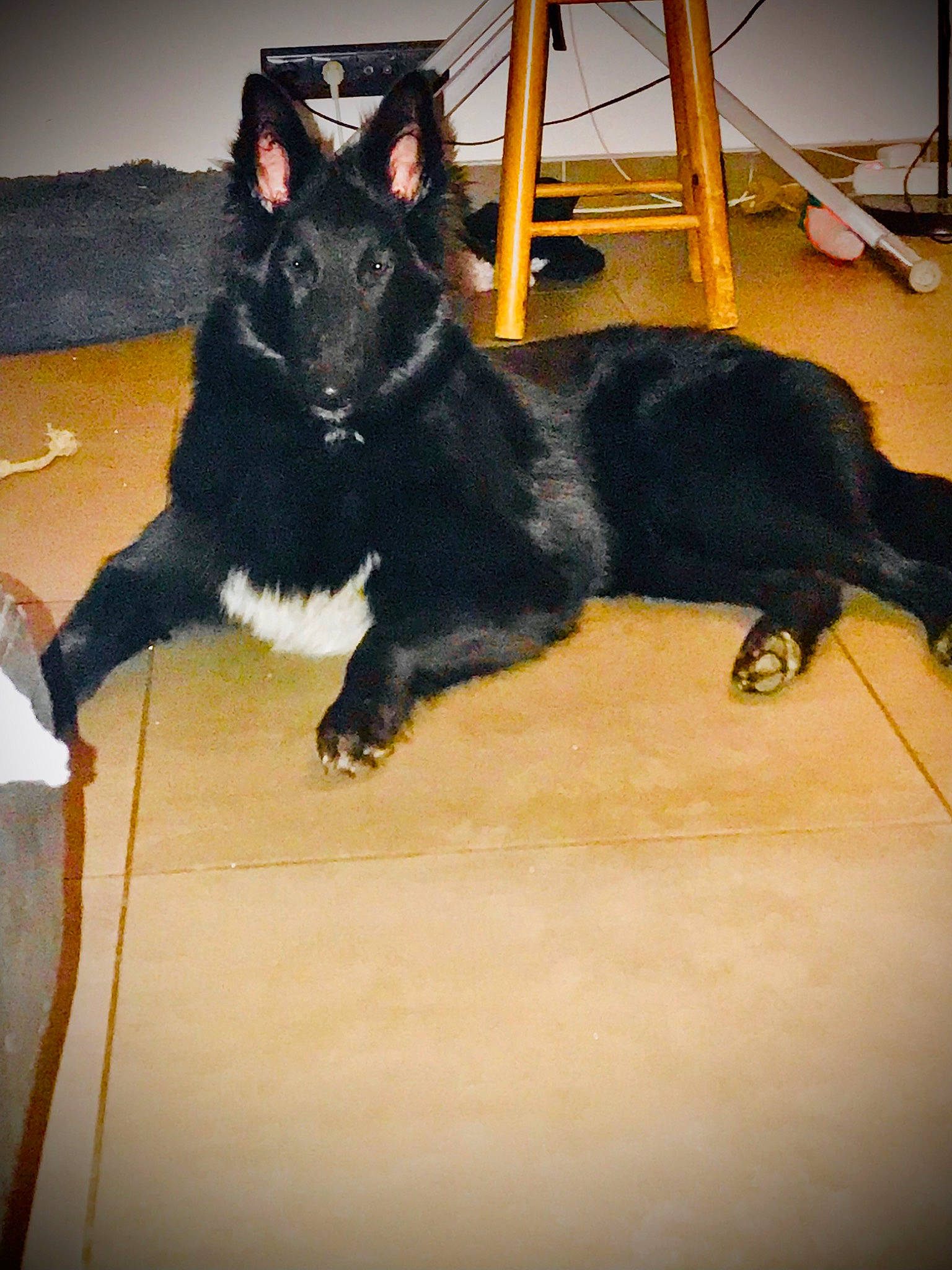 Silly a rejoint le concours — aidez-le/la à gagner de superbes lots ! black_cat, canidae, carnivore, claw, comfort, companion_dog, dog_breed, domestic_short_haired_cat, felidae, flooring, fur, hardwood, paw, small_to_medium_sized_cats, snout, sporting_group, tail, terrestrial_animal, whiskers, wood