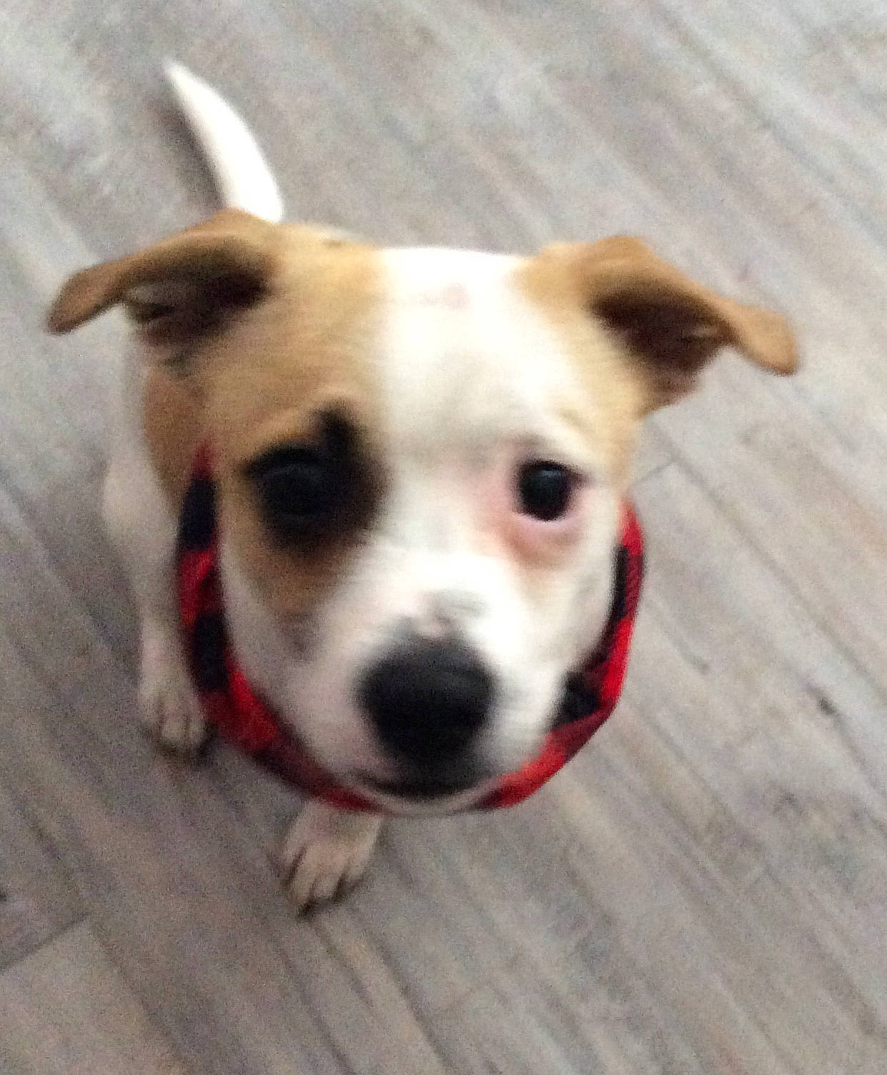 Benny joined the competition — help win amazing prizes! beige, canidae, carnivore, collar, companion_dog, cup, dog, dog_breed, dog_clothes, dog_collar, dog_supply, fawn, mammal, pet_supply, snout, sporting_group, terrier, whiskers, working_animal, working_dog