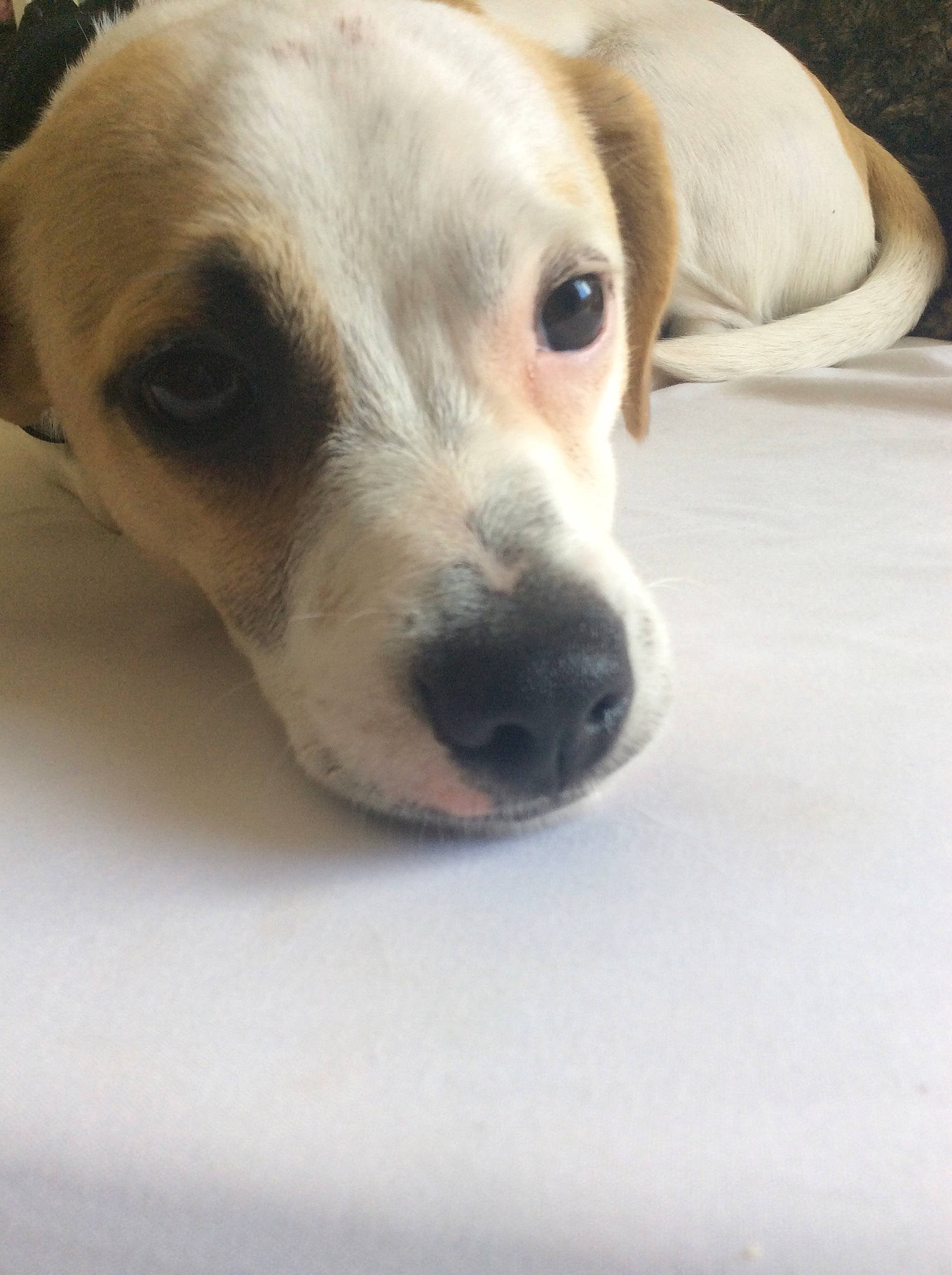 Benny joined the competition — help win amazing prizes! beige, canidae, carnivore, companion_dog, dog, dog_breed, fawn, mammal, puppy, snout, sporting_group, vertebrate, whiskers, working_animal, working_dog