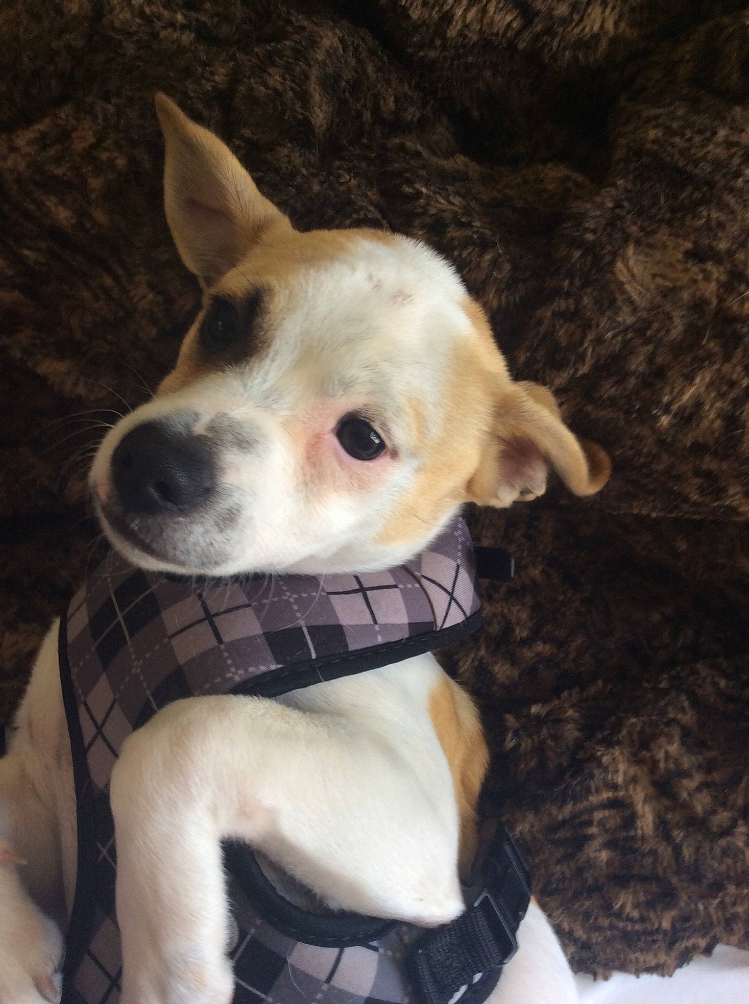 Benny joined the competition — help win amazing prizes! canidae, carnivore, collar, companion_dog, dog, dog_breed, dog_clothes, dog_collar, dog_supply, fawn, fur, pattern, pet_supply, plaid, snout, sporting_group, tartan, vertebrate, whiskers, working_animal