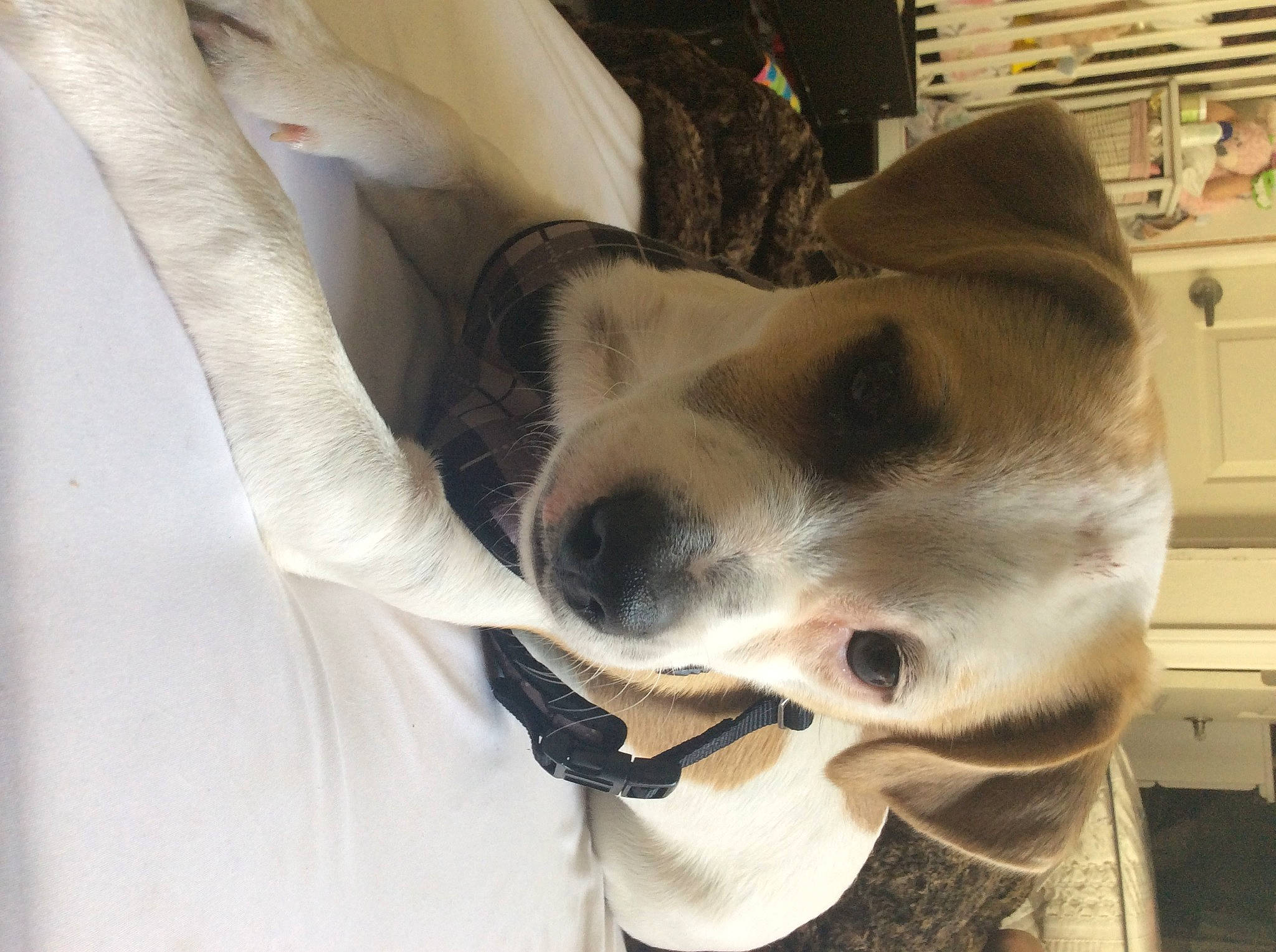 Benny is registered to the contest to win money with this photo: beige, canidae, carnivore, chest_of_drawers, collar, companion_dog, dog, dog_breed, dog_collar, dog_supply, fawn, fur, pet_supply, shelf, snout, sporting_group, vertebrate, whiskers, working_animal, working_dog