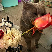 Church joined the competition — help win amazing prizes! animal, bouquet, cat, close_up, colorful_rug, container, curious, decorative, domestic, door, eiffel_tower_decor, floor, flower, gray_cat, household, indoor, pet, rose, sniffing, wooden_floor