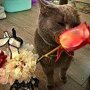 Tweaker Duane Church is registered to the contest to win money with this photo: animal, bouquet, cat, close_up, colorful, cozy, curious, decor, domestic_cat, eiffel_tower_vase, feline, flower, gray_cat, home, indoor, pet, plant, rose, sniffing, wooden_floor