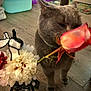animal, bouquet, cat, close_up, colorful, cozy, curious, decor, domestic_cat, eiffel_tower_vase, feline, flower, gray_cat, home, indoor, pet, plant, rose, sniffing, wooden_floor