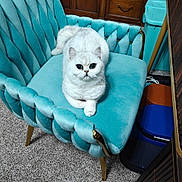 Karma is registered to the contest to win money with this photo: cat, white_cat, feline, pet, indoor, chair, turquoise_chair, plush_furniture, carpet, wooden_furniture, cozy, resting, cute, animal, fur, domestic_animal, mammal, relaxing, home_interior, close_up