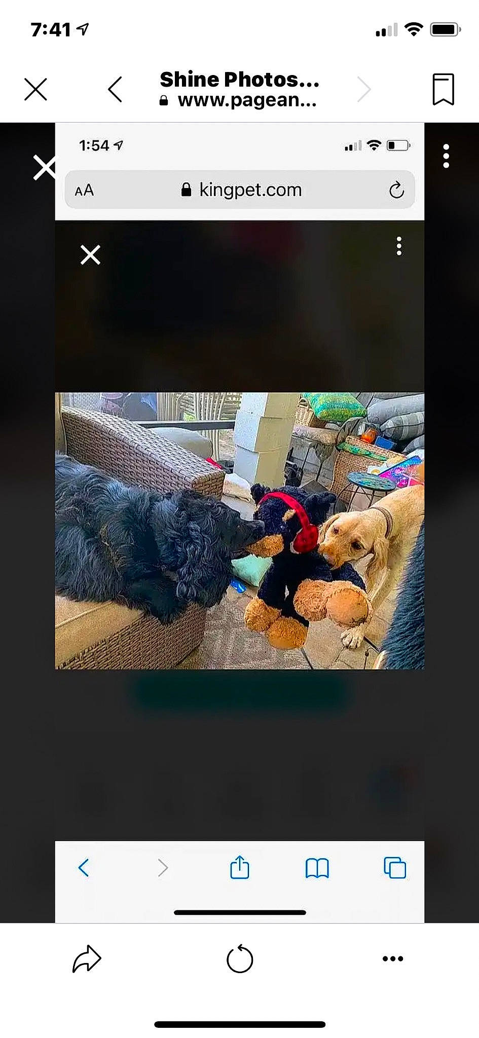 Shine joined the competition — help win amazing prizes! adaptation, communication_device, companion_dog, electronic_device, font, gadget, gesture, magenta, mammal, multimedia, organism, photo_caption, product, screenshot, software, stuffed_toy, technology, teddy_bear, toy, vertebrate