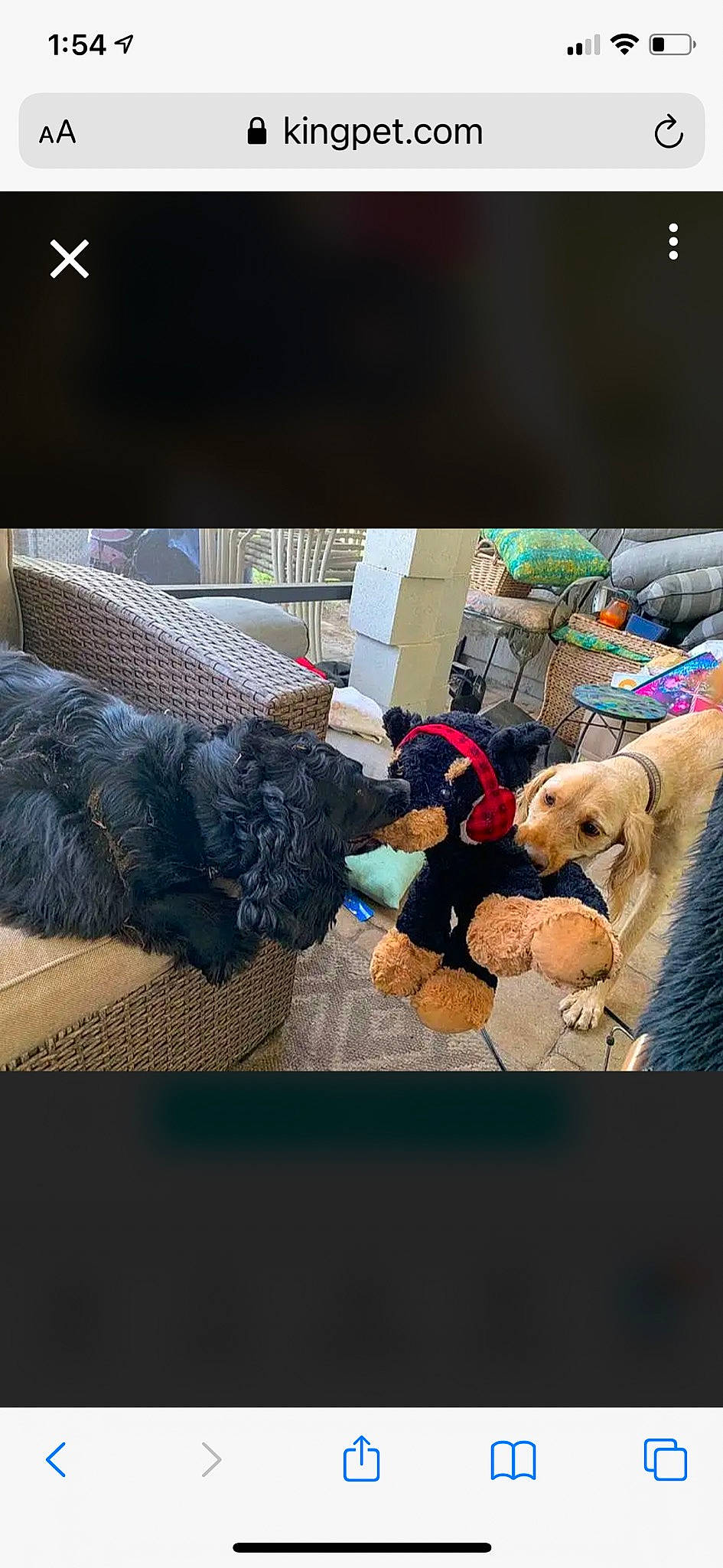 Shine is registered to the contest to win money with this photo: bag, comfort, companion_dog, fur, nap, plush, room, square, stuffed_toy, teddy_bear, toy, visual_arts, winter