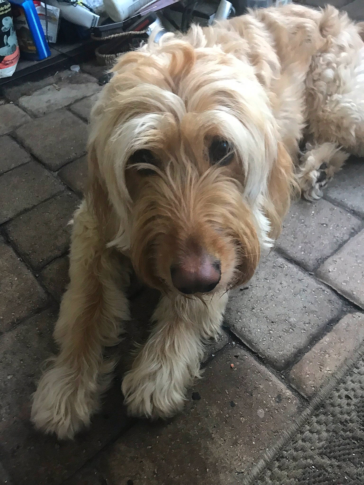 Reece joined the competition — help win amazing prizes! canidae, carnivore, companion_dog, dog, dog_breed, dog_collar, driveway, flooring, fur, labradoodle, maltepoo, puppy, road_surface, small_terrier, snout, sporting_group, terrier, toy_dog, working_animal, yorkipoo