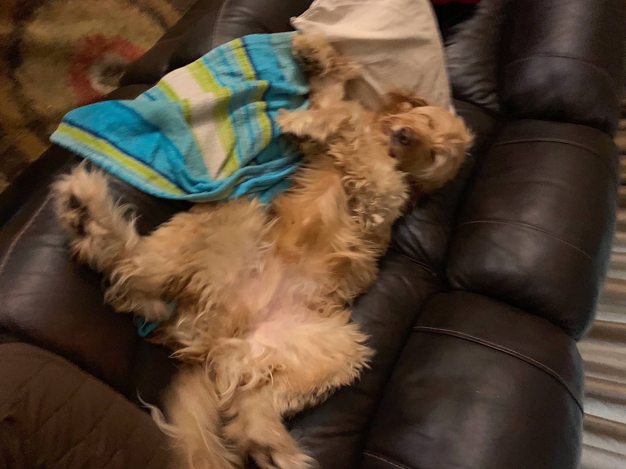 Reece is registered to the contest to win money with this photo: canidae, carnivore, comfort, companion_dog, dog, dog_breed, dog_collar, dog_supply, fashion_accessory, fawn, fur, liver, natural_material, pet_supply, sporting_group, terrier, toy_dog, working_animal