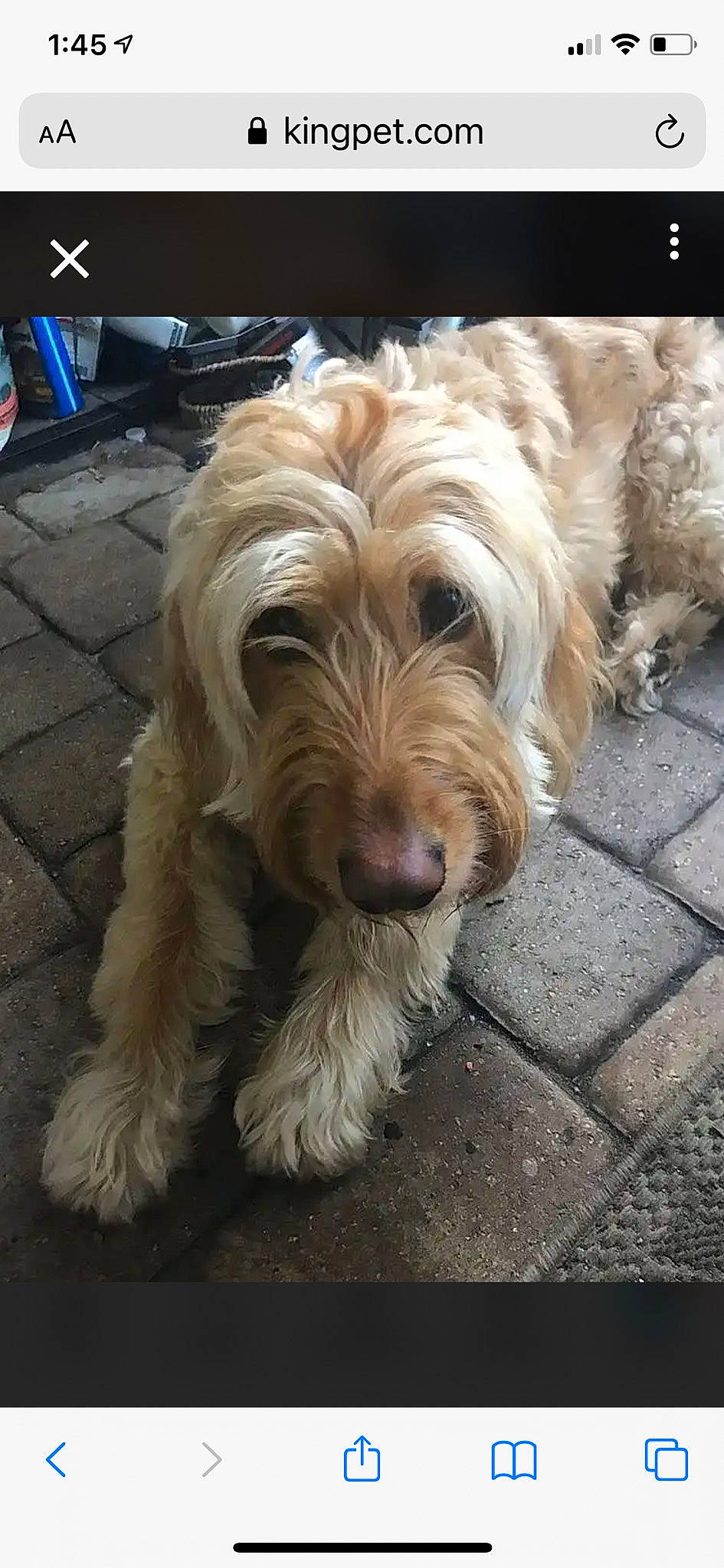 Reece is registered to the contest to win money with this photo: asphalt, canidae, carnivore, companion_dog, dog, dog_breed, driveway, flooring, fur, liver, maltepoo, road_surface, small_terrier, snout, sporting_group, terrier, toy_dog, water_dog, working_animal, yorkipoo