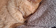 Oggy a rejoint le concours — aidez-le/la à gagner de superbes lots ! cat, orange_cat, sleeping, cozy, blanket, soft_texture, fur, indoor, pet, resting, closeup, cute, relaxed, home, pile, comfort, animal, domestic_cat, feline, nap