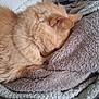 cat, orange_cat, sleeping, cozy, blanket, soft_texture, fur, indoor, pet, resting, closeup, cute, relaxed, home, pile, comfort, animal, domestic_cat, feline, nap