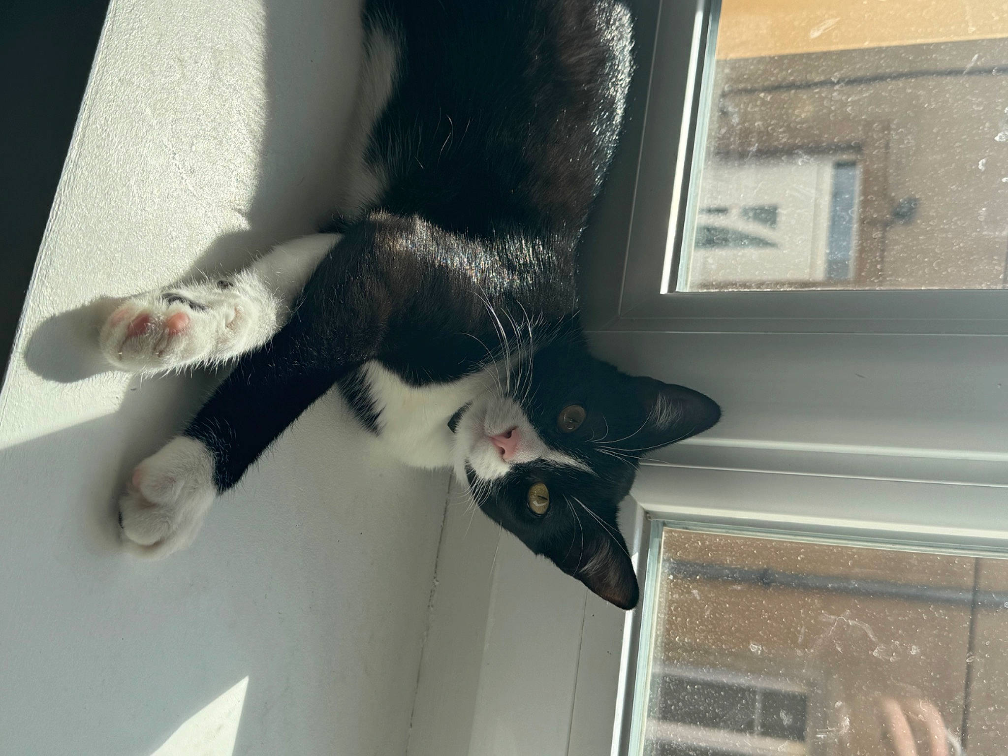 Jäger a rejoint le concours — aidez-le/la à gagner de superbes lots ! canidae, carnivore, cat, comfort, felidae, flooring, foot, fur, gesture, human_leg, knee, leg, paw, room, small_to_medium_sized_cats, sporting_group, tail, thigh, whiskers, window