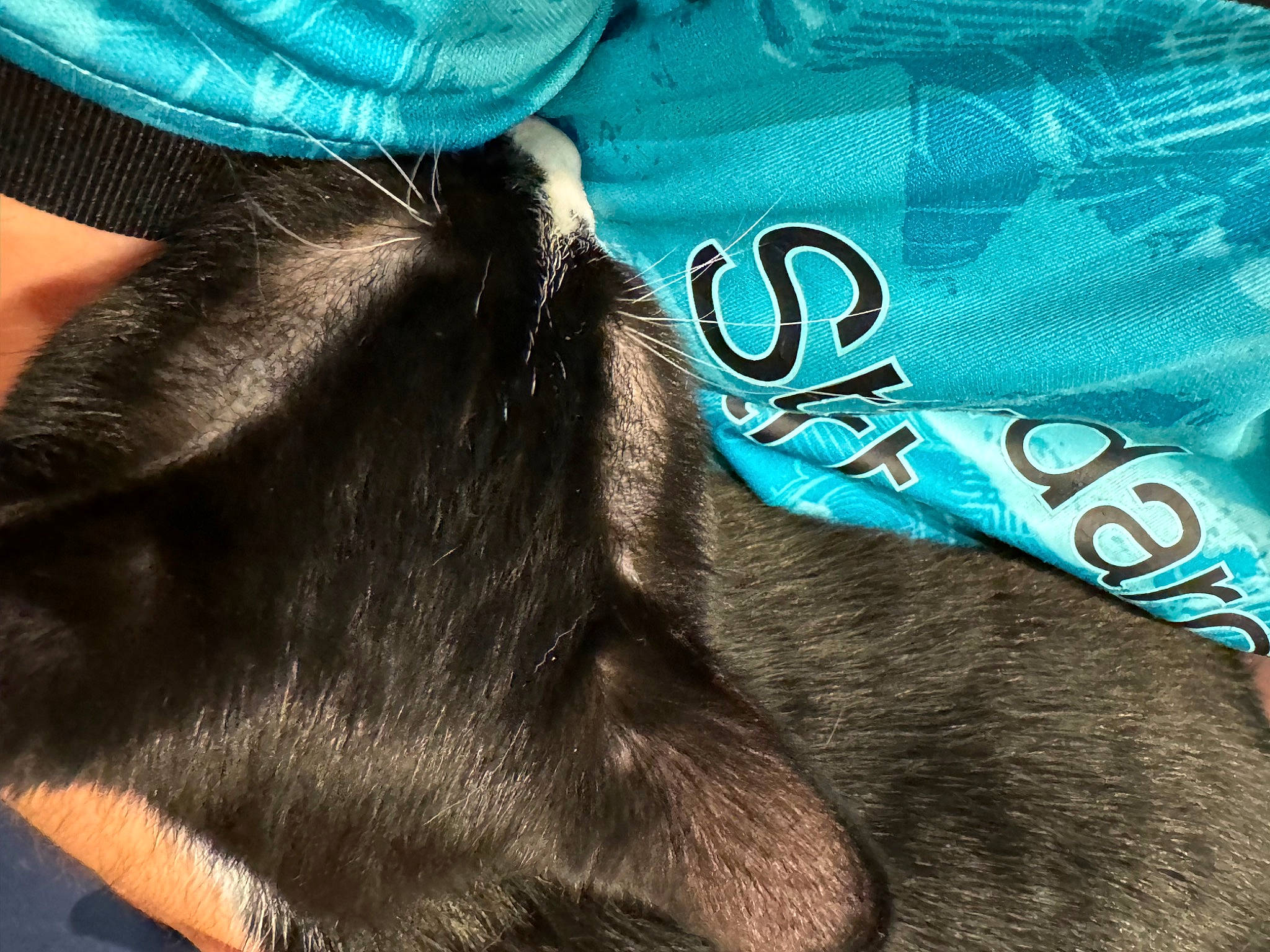 Jäger a rejoint le concours — aidez-le/la à gagner de superbes lots ! blue, carnivore, close_up, comfort, companion_dog, denim, dog, dog_breed, elbow, electric_blue, fashion_accessory, font, foot, fur, human_leg, liver, neck, pattern, sleeve, whiskers