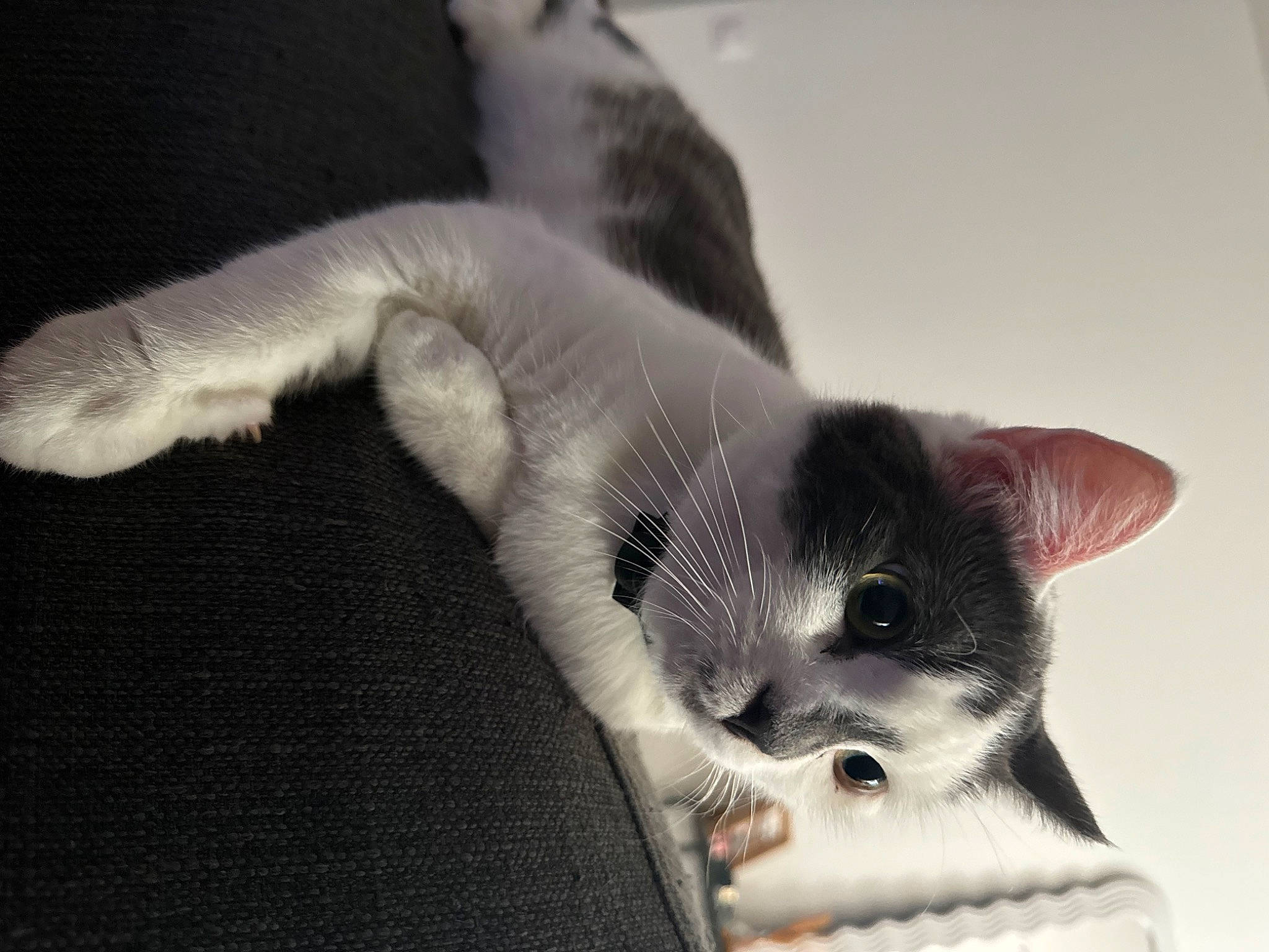 Locky a rejoint le concours — aidez-le/la à gagner de superbes lots ! carnivore, cat, claw, comfort, domestic_short_haired_cat, ear, eyelash, fang, felidae, fur, grey, mammal, monochrome_photography, paw, small_to_medium_sized_cats, snout, tail, vertebrate, whiskers