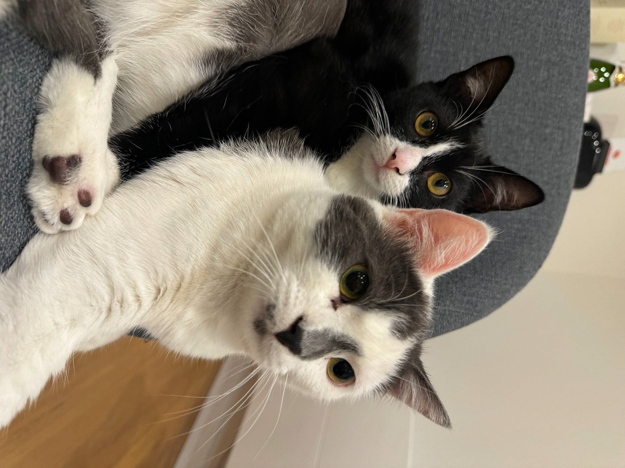 Locky participe au concours pour gagner de l'argent avec cette photo : balinese, carnivore, cat, claw, collar, comfort, domestic_short_haired_cat, felidae, fur, nose, paw, photo_caption, small_to_medium_sized_cats, snout, tail, terrestrial_animal, whiskers, white