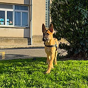 Aaros participe au concours pour gagner de l'argent avec cette photo : building, bush, canine, curious, daylight, dog, ears_up, german_shepherd, grass, greenery, leash, nature, outdoor, pet, puppy, sidewalk, sunlight, walking, window, young_dog