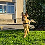 building, bush, canine, curious, daylight, dog, ears_up, german_shepherd, grass, greenery, leash, nature, outdoor, pet, puppy, sidewalk, sunlight, walking, window, young_dog