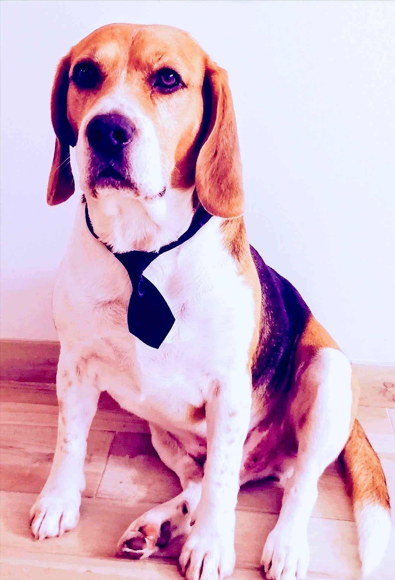 Elvis