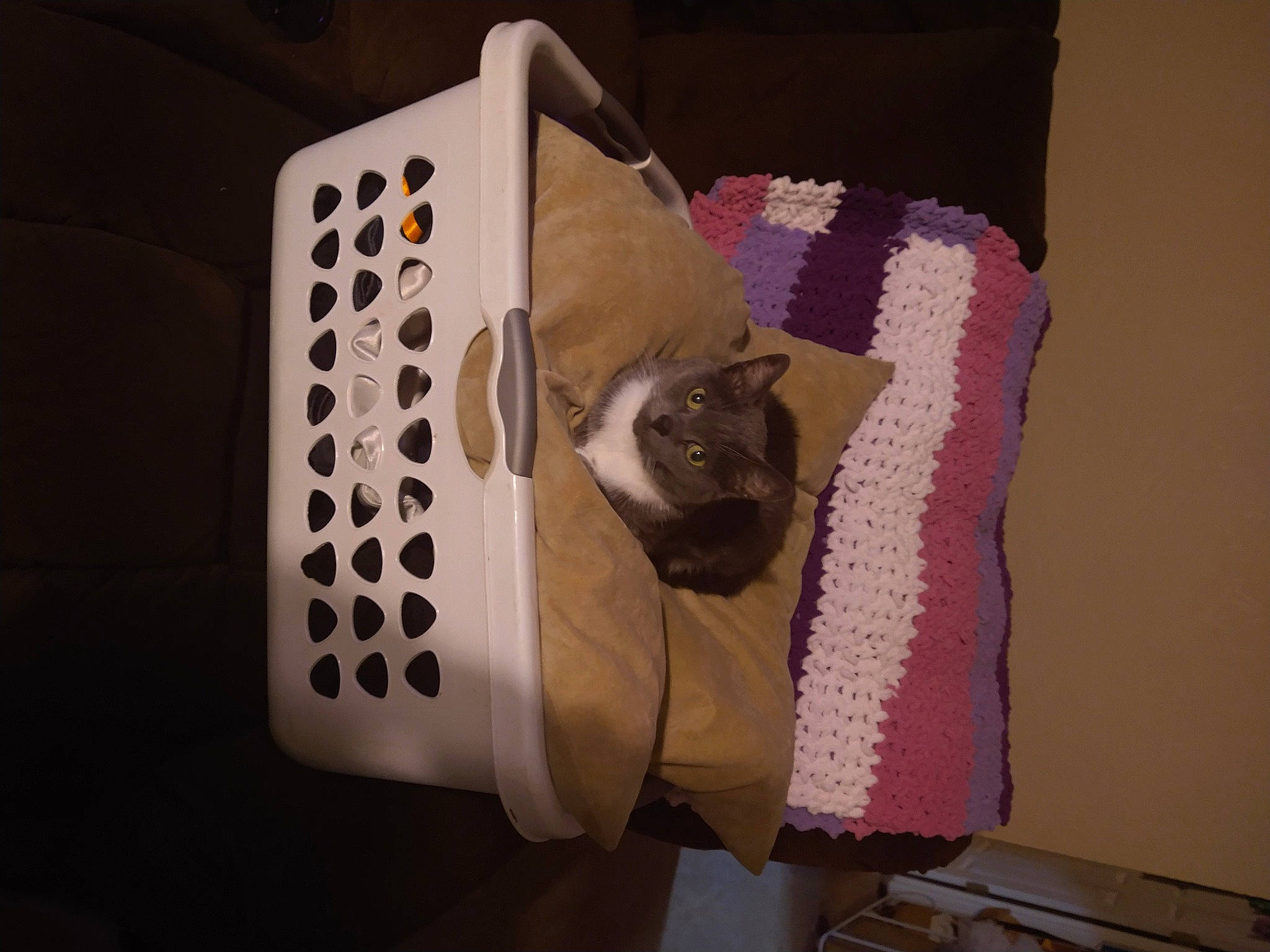 Skie is registered to the contest to win money with this photo: audio_equipment, carnivore, cat, cat_supply, comfort, domestic_short_haired_cat, fawn, felidae, fur, input_device, linens, magenta, pattern, peripheral, product, purple, small_to_medium_sized_cats, tail, textile, whiskers