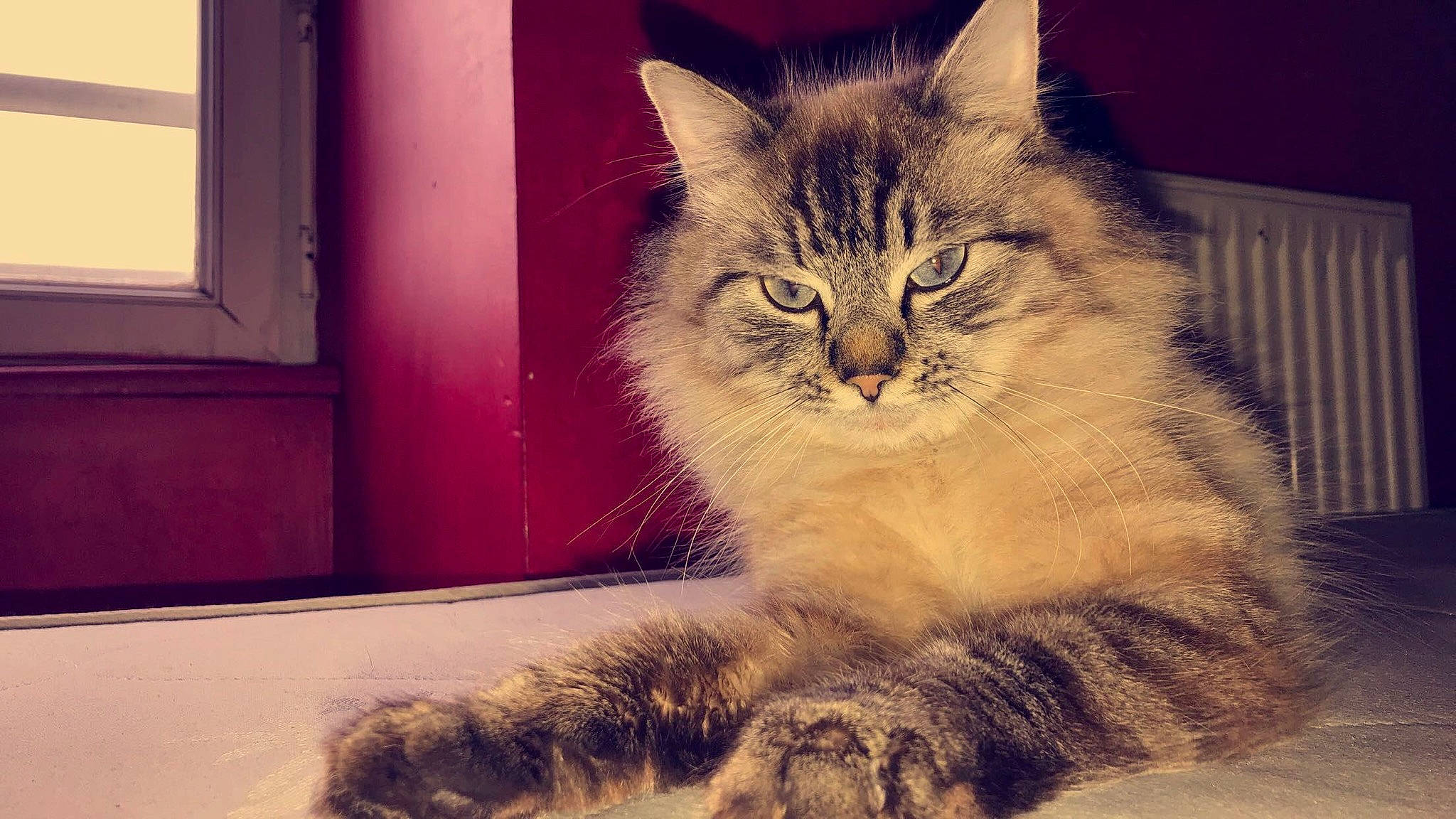 Bibiche a rejoint le concours — aidez-le/la à gagner de superbes lots ! asian, asian_semi_longhair, british_semi_longhair, carnivore, cat, domestic_long_haired_cat, domestic_short_haired_cat, european_shorthair, felidae, fur, kitten, maine_coon, mammal, norwegian_forest_cat, ragamuffin, siberian, small_to_medium_sized_cats, snout, tabby_cat, whiskers