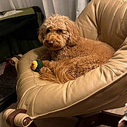 Maggie joined the competition — help win amazing prizes! animal, brown, chair, cozy, curly_fur, curtains, cute, dog, domestic, floor, furniture, home, indoor, leather, looking, paw, pet, relaxed, tennis_ball, toy